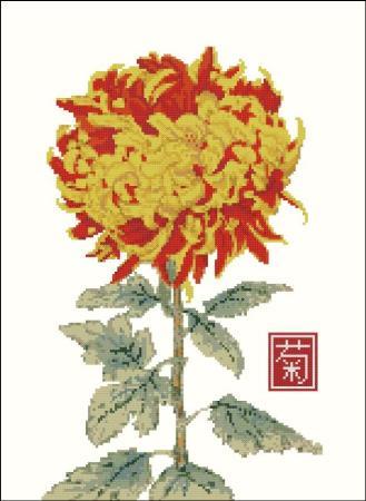 (image for) Japanese Chrysanthemum Yellow